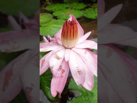 Small Grasshopper's Impact on Nymphaea lotus: Insights into an Aquatic Ecosystem #nature  #plant