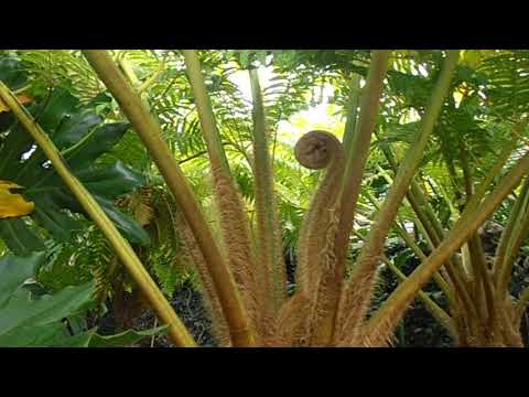 Helecho arboreo: Sphaeropteris cooperi