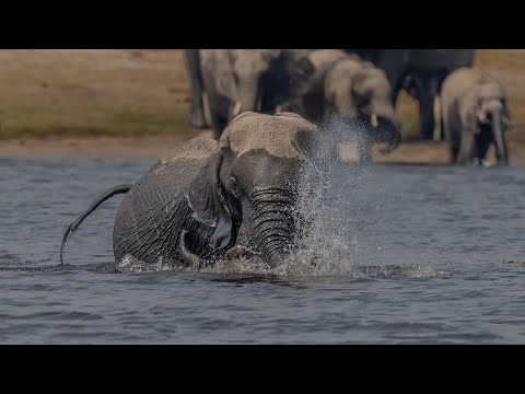 Elephant behaviour in the Chobe River and surrounding area