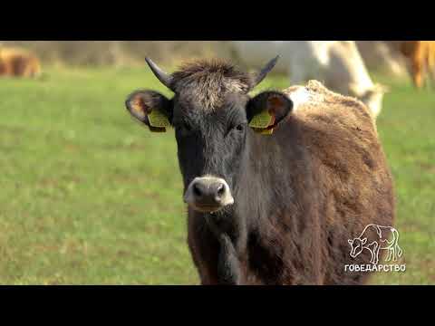 Govedarstvo ep. 8 08.05.2023. Buša, autohtono rasa goveda