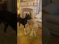 Live Stream Barney The Tv Border Collie 16 01 2024