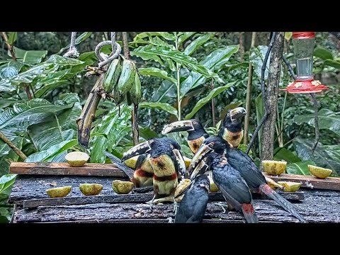 Soggy Aracari Feeding Frenzy On The Panama Fruit Feeder – Jan. 27, 2021