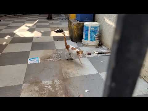 Mom Cat lost her kitties🐈😢💔