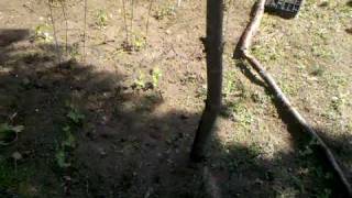 preview picture of video '5/26/10 Garden tour on my microfarm'