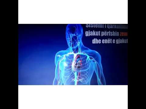 Biologji VI  Zemra dhe enet e gjakut