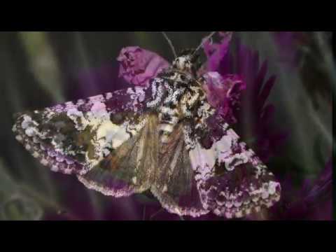 Papillon de mai - Beau papillon posé près du sol (Rainer Maria Rilke)