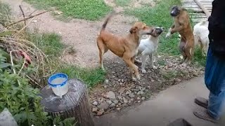 Download Lagu Mother dog/Sibling Stray pups/White dog eating raw chicken feet/biscuits/Brown pup drinks water #uk Thumbnail