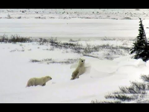 Polar Bear mom and cub on Tundra Buggy cam. 14 November 2017