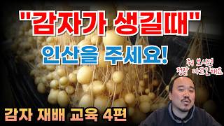 감자가 생길때 이때 '이것' 엽면시비 해주세요 감자 수확량이 2배 늘어납니다  | 감자 재배교육 4편 | 농…