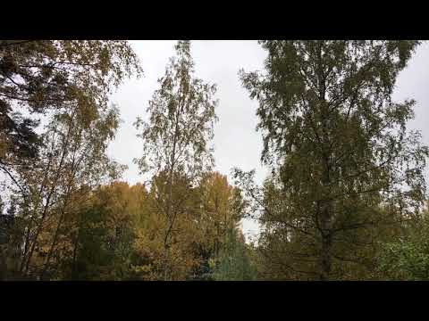 2 hours of Swedish Rain ... Lykibo-style