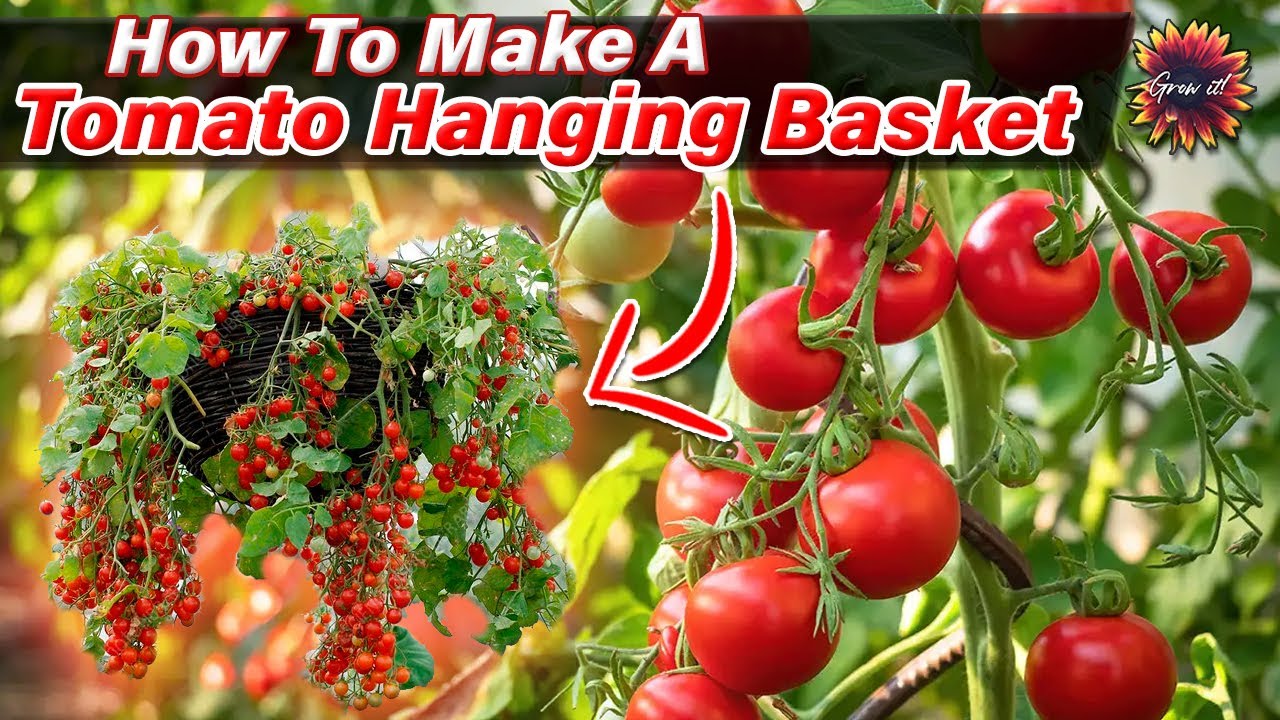 Growing Cherry Tomatoes in Hanging Baskets A StepbyStep Guide
