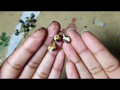 UPDATE: Cherry seed germinating fast in just 3 days
