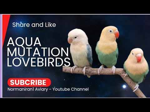 Aqua Mutation Lovebirds #normaniran1 #aquablue1 #aquablue2