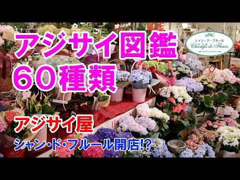 アジサイの種類 – 多様性の多様性 植物