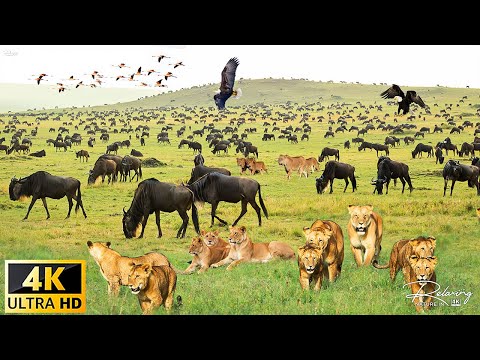 4K African Wildlife: Chobe National Park, Botswana - Real Sounds of Africa - 4K Video Ultra HD