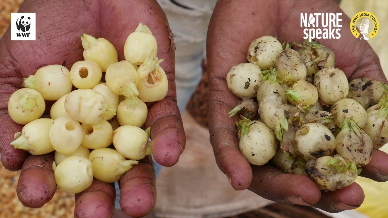 Flower, Fire & Footprints: The Region of Mahua | Nature Speaks | WWF-India Podcast | Episode 7