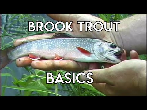 Brook Trout Basics