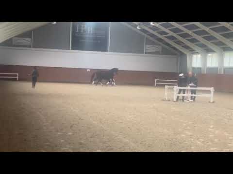 HP Mimosa med hingsteføl efter Total Hope