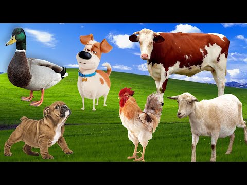 All animal sounds in the world