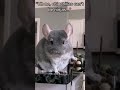 Chinchilla Ninja takes no prisoners!