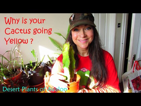 Why is My Cactus Turning Yellow ? #cactus #cactusplants #cactiandsucculents