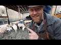 Sheep Gives BIRTH While I Sleep