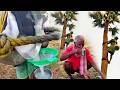 Juice Of Toddy Palm Palmyra Palm Juice Natural Alcohol Village Palm Food