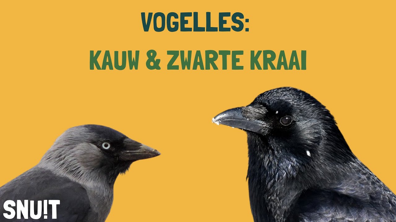 Snuit vogelles: kauw en zwarte kraai