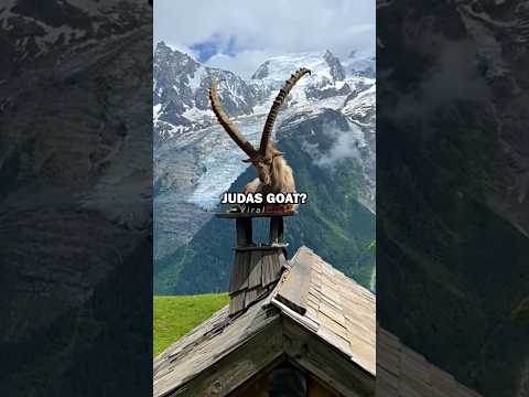 Joe Rogan Learns about Judas Goat