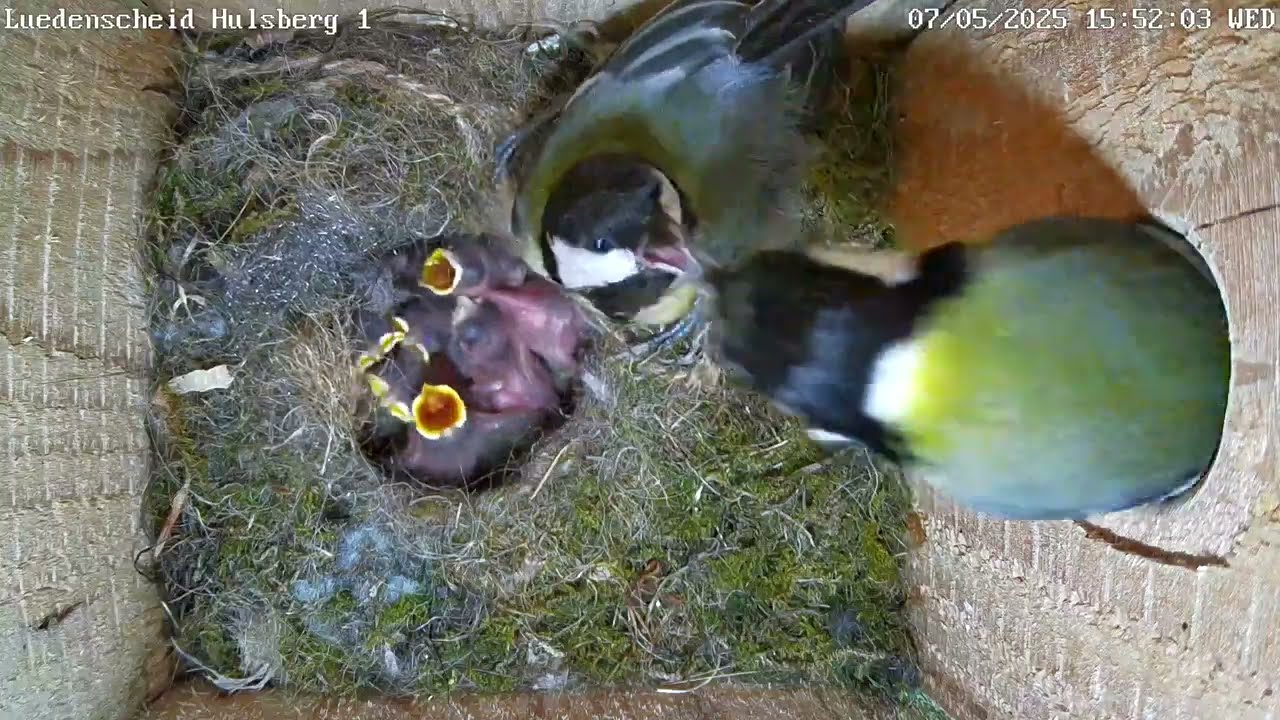 Lustige Fütterungen und viel zu tun in allen Nestern! | 07.05.2025