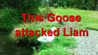 preview picture of video 'When goose attack'