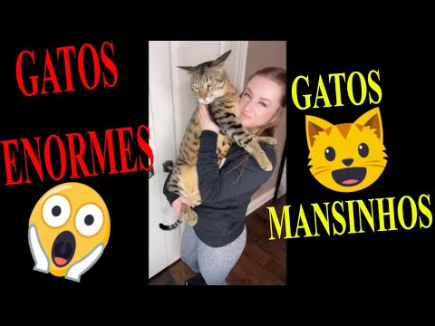 GOOD CATS AND KITTENS - GATINHOS MANSINHOS