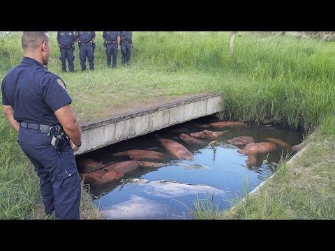 Cosas Extrañas Están Ocurriendo en Todo el Mundo — ¡Nadie Sabe Por Qué!