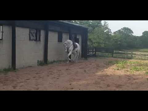 Holsteiner Warmbult Horse