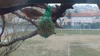 Rouge-gorge familier - Repas !