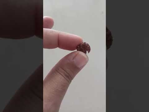 #Trijuti rudraksh #Indonesia rudraksh #Rare #powerful rudraksh