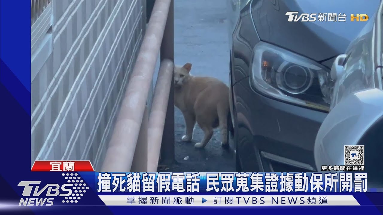 態度差!駕駛撞死貓 宜蘭路殺動物首例開罰