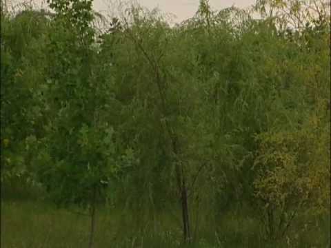 フィトレミディエーション (Phytoremidiation)