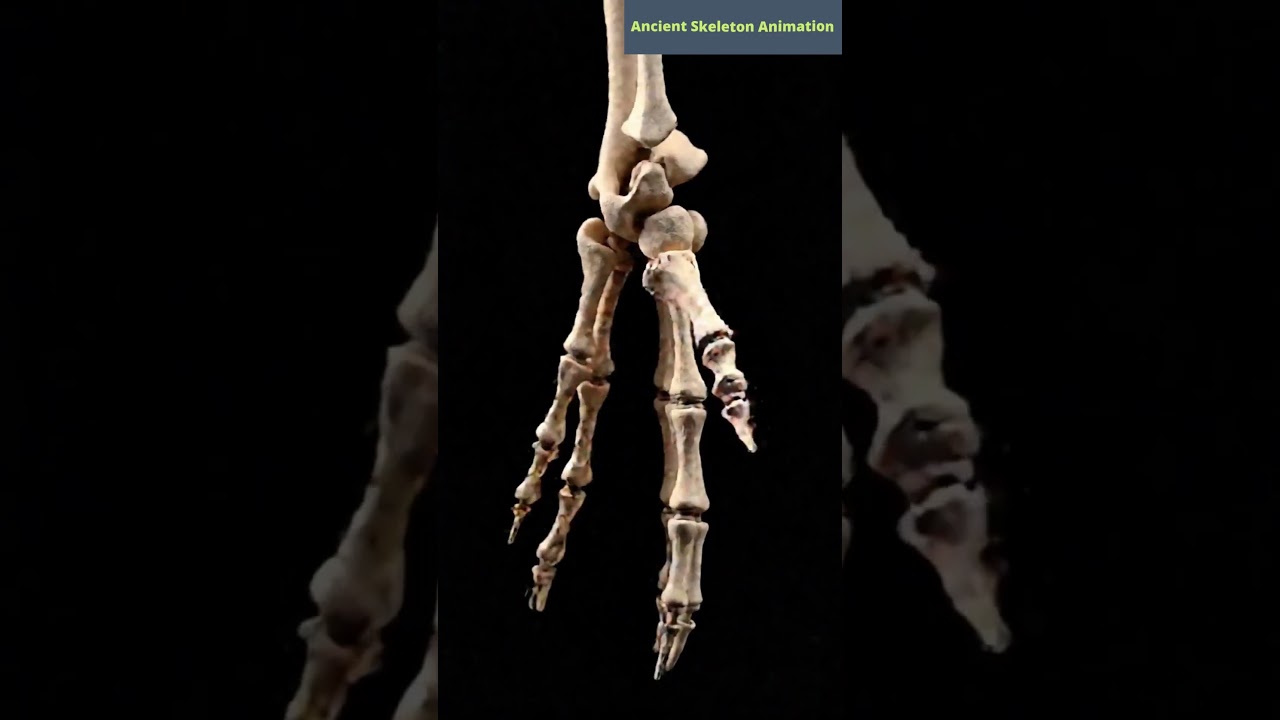 #skeletons #ancienthistory
