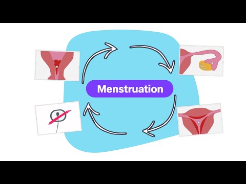 What happens in the body during menstruation | logo! explained simply