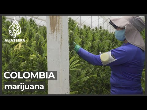 Colombia on pace to become leading producer of medical cannabis