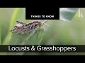 Locusts And Grasshoppers Things To Know