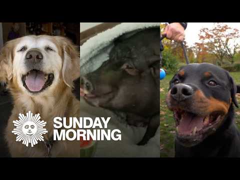 One for the pet lovers