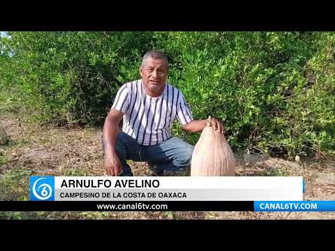 Video: Campesinos de la costa de Oaxaca, piden apoyos al campo ante desastres naturales