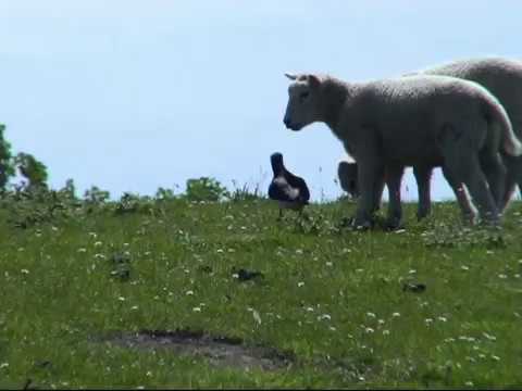 Austernfischer (Haematopus ostralegus) bremst Deichschafe aus. Ein Video von KLAUS TAUX