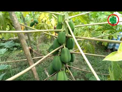 পেঁপে চাষ লাভজনক Papaya cultivation is profitable.