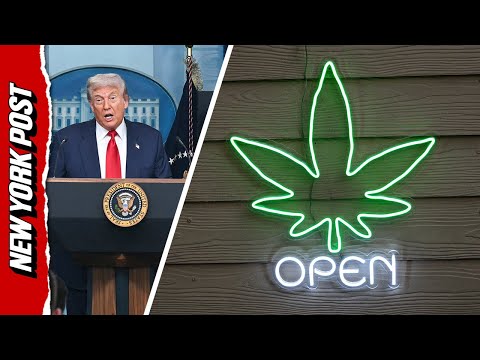 Trump Eyeing Reclassifying Marijuana as a Less Dangerous Drug