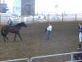 prusio great gaits semental espaÑol andalusian horse