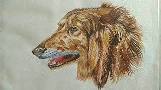 preview picture of video 'HOW TO PAINT A DOG PORTRAIT - WATERCOLOR PAINTING'
