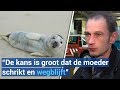 Laat zeehondenpups met rust